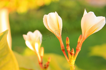 玉兰树花。