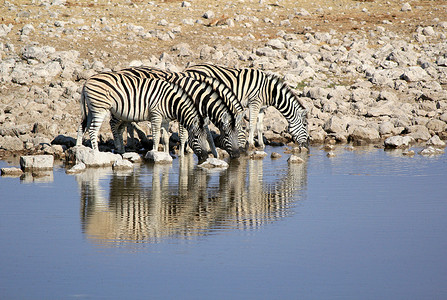 埃托沙摄影照片_伯切尔斑马群在埃托沙野生动物园喝水