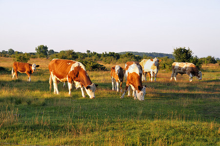 养牛牧场摄影照片_奶牛