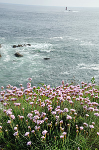 生长在沙丘上的 Armeria maritima 粉红海