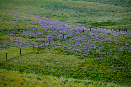 紫色草原摄影照片_草原牧场土地上的紫色野花