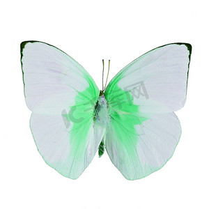 波西米亚垫子摄影照片_孤立在白色的花式蝴蝶
