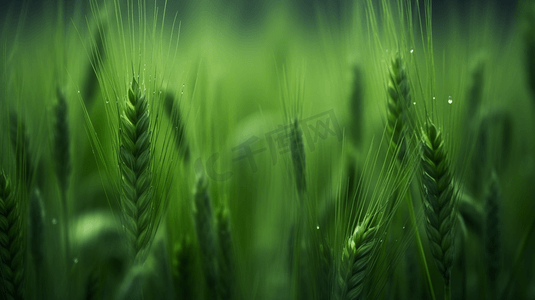 特写摄影中的绿色小麦