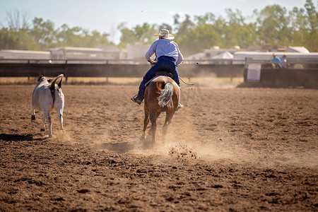 牛仔在 Campdraft Rodeo 活动中放牧小牛