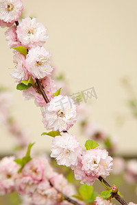 春天绽放淡粉色花朵灌木杏仁