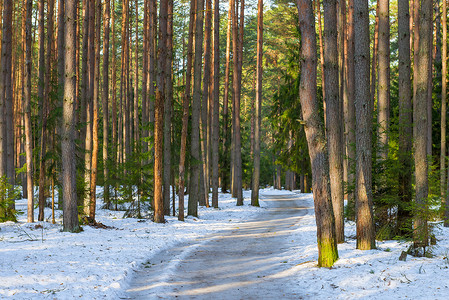 冬季混交林中的雪路