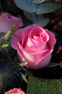 粉红色玫瑰上的露珠