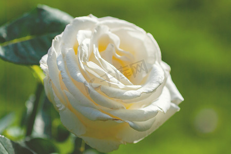 Rosa Chopin (Frederyk Chopin) - Zyla 的淡奶油色至淡黄色杂交茶玫瑰品种