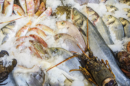 地中海飲食摄影照片_冰上的地中海鱼