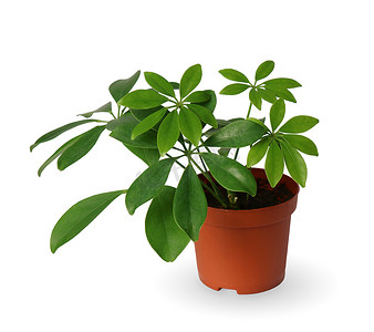 弗莱舍摄影照片_室内植物 — 年轻的 Schefflera 一种盆栽植物，与白色隔离