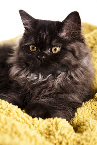 小灰猫，可爱的宠物多彩主题