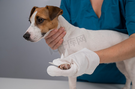 湿手套摄影照片_兽医用一次性湿手套清洗杰克罗素梗犬。