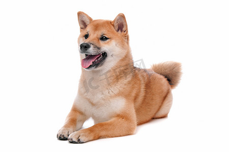 在白色背景前的 Shiba Inu 狗