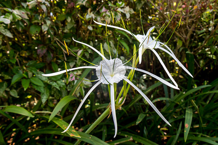 百合新鲜摄影照片_美丽的蜘蛛百合，Hymenocallis littoralis