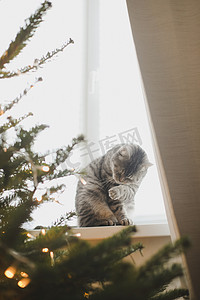 有趣的灰色条纹虎斑猫和装饰的圣诞树。
