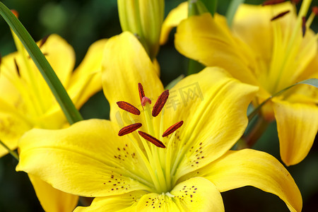 开花的黄色百合细节