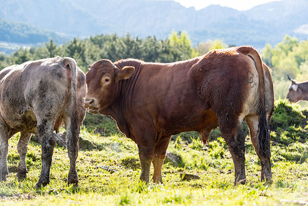 安藤比利牛斯山脉卡尼略乡村阳光下的奶牛