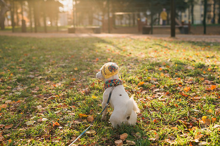 可爱的杰克罗素狗戴着帽子和围巾在秋季公园复制空间和空白处行走的后视肖像。