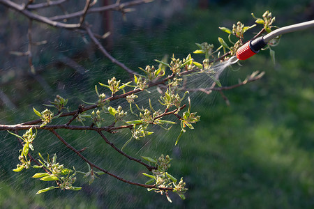 果树春季喷芽防治病虫害