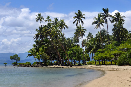 斐济 Vanua Levu 岛海滩上的棕榈树