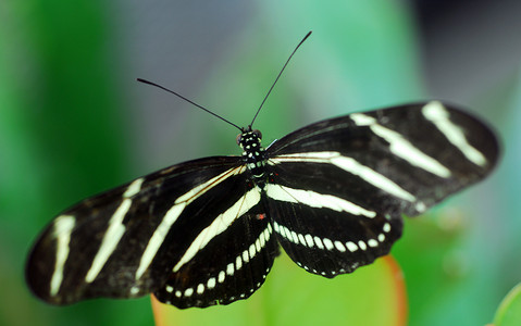 红色蝴蝶图案摄影照片_黑色白色斑马长翼蝴蝶昆虫