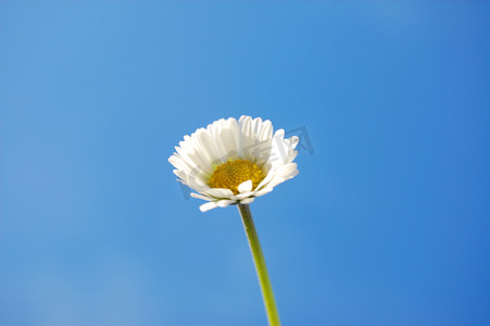 春天蓝色天空下的雏菊