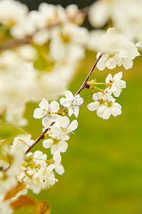 五月开花的苹果树，树枝上的白花