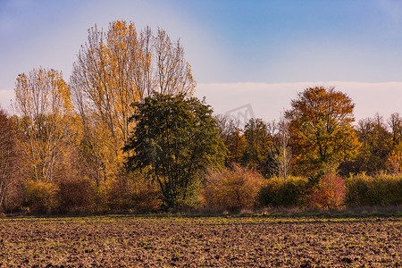 秋天的田野摄影照片_秋天五颜六色的花条，背景是田野和秋天的森林