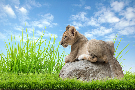 可爱的小狮子摄影照片_小狮子坐在岩石上
