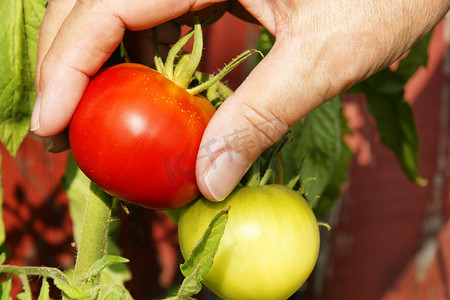 摘番茄摄影照片_手摘绿番茄旁边的红番茄