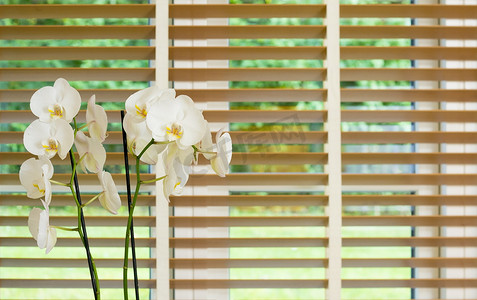 窗前的白兰花，带木眼罩
