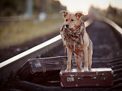 狗等待摄影照片_带着手提箱在铁轨上的红狗。