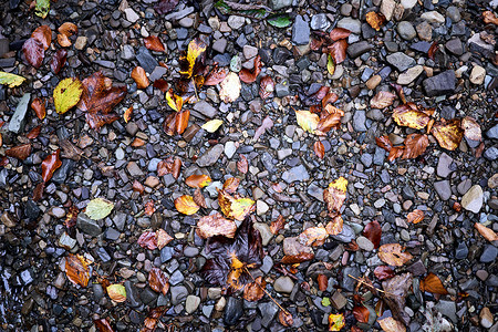 水中鹅卵石摄影照片_秋季落叶背景溪水中彩色湿卵石