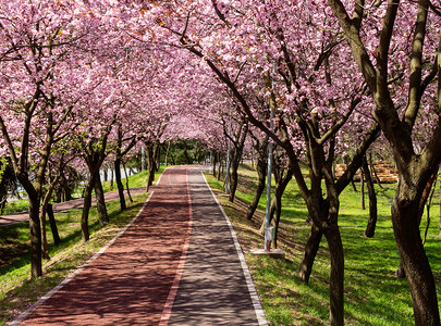 粉色的樱花树摄影照片_河道上盛开的樱花树