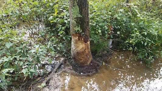 泥水里的树有海狸咬痕