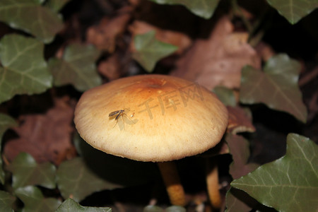 昆虫蘑菇摄影照片_蘑菇