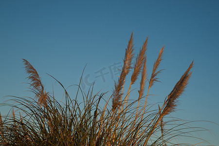 开风扇动图摄影照片_蒲苇在蓝天上扇动。