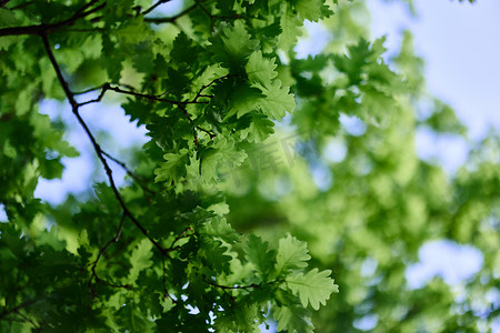 橡树的新鲜的绿色叶子反对晴朗的无云的天空