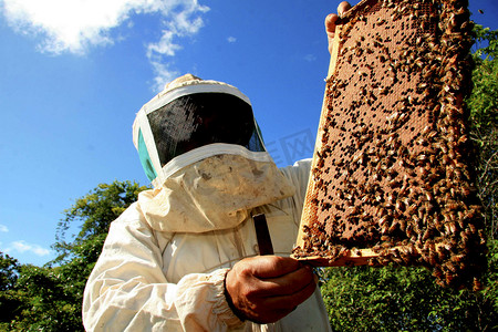 蜜蜂蜂王摄影照片_养蜂场蜂蜜生产