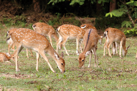 漂亮的鹿摄影照片_梅花鹿在森林附近觅食