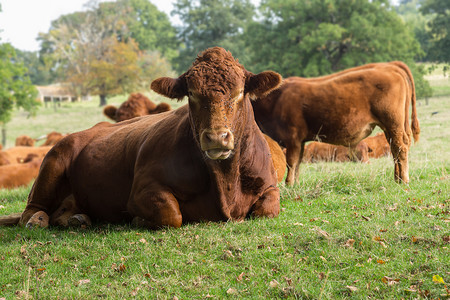奶牛休息摄影照片_休息在草甸的大棕色母牛