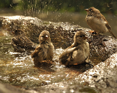 鸟儿洗澡。