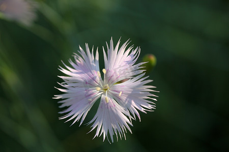 香石竹摄影照片_丁香粉 (Dianthus caryophyllus)