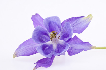 耧斗菜的单朵紫罗兰花