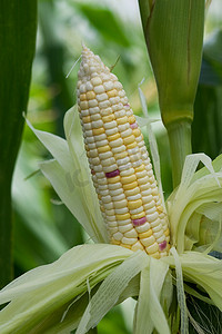 彩色风格摄影照片_彩色玉米