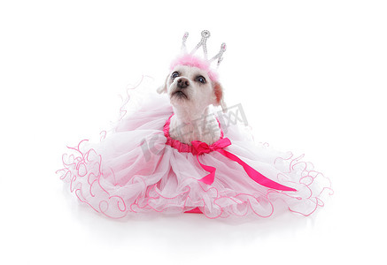 可爱芭蕾摄影照片_娇生惯养的公主或芭蕾舞女演员宠物
