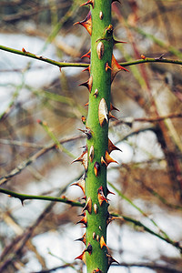 玫瑰花带刺摄影照片_带刺的树枝
