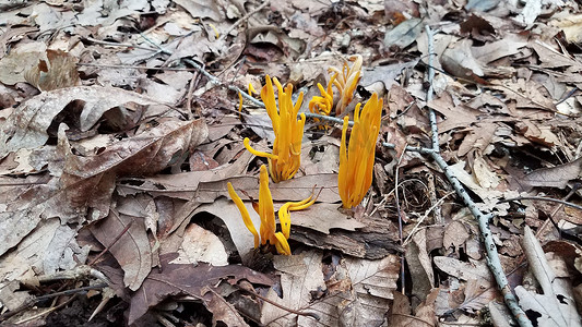 生长在森林棕色叶子的橙色蘑菇