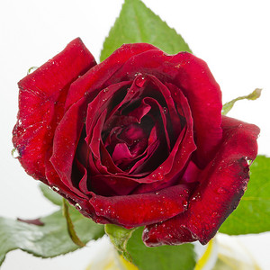 美丽的深红玫瑰的特写视图