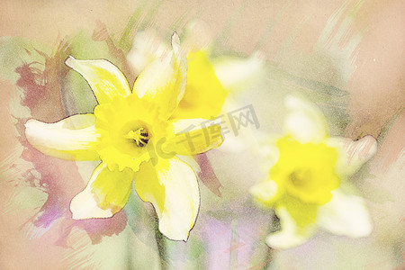 水彩效果背景摄影照片_花园里的春天水仙花，复古水彩效果